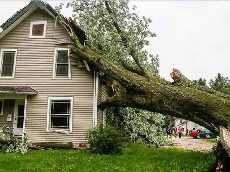 Tree removal job near Apex, NC