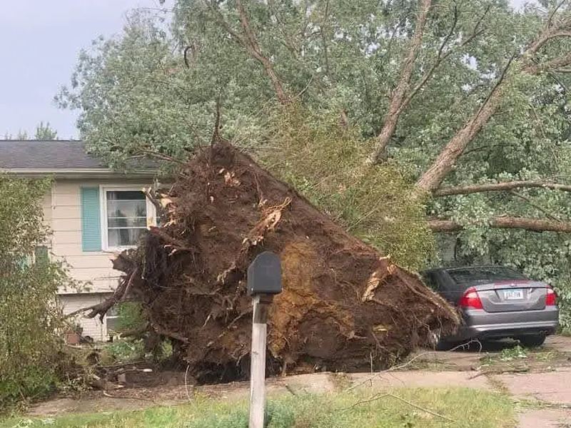 Tree removal job in the Boylan Heights neighborhood of Raleigh