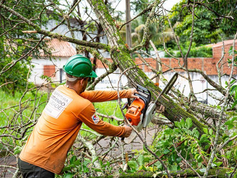 Tree removal job in the Hayes Barton neighborhood of Raleigh
