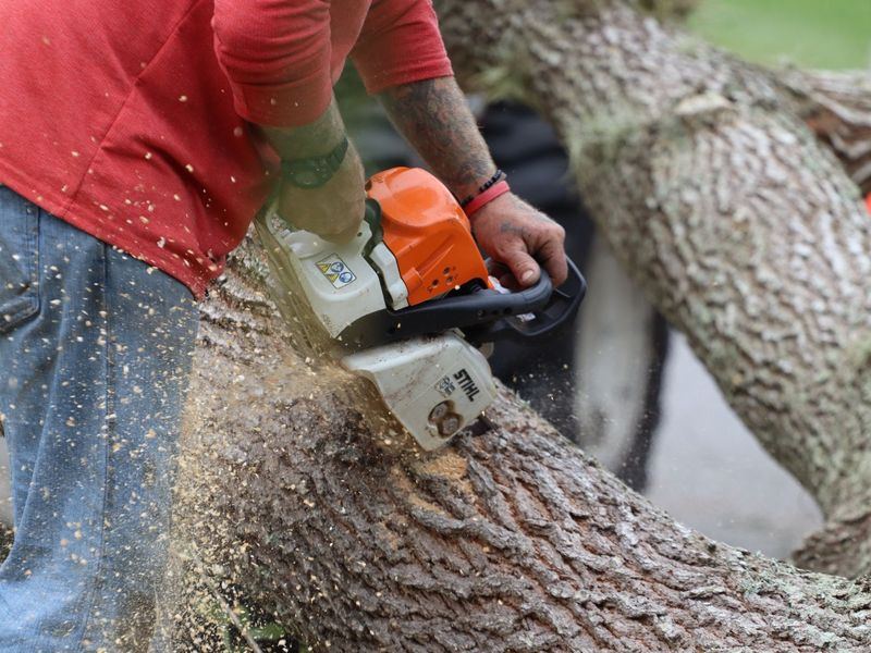 Tree removal job in the Historic Oakwood neighborhood of Raleigh