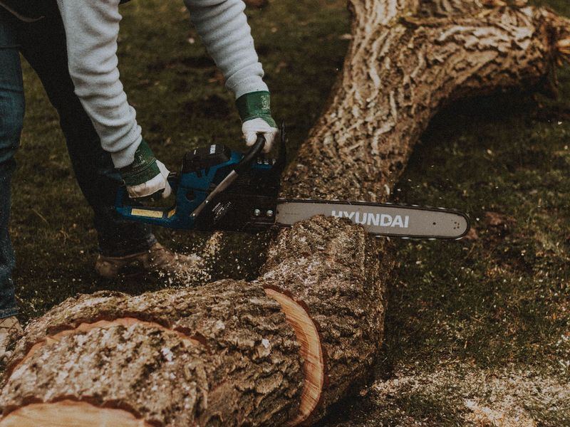 Tree removal job near Morrisville, NC