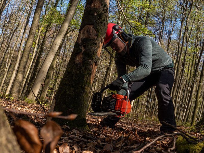 Tree removal job in the Wakefield neighborhood of Raleigh